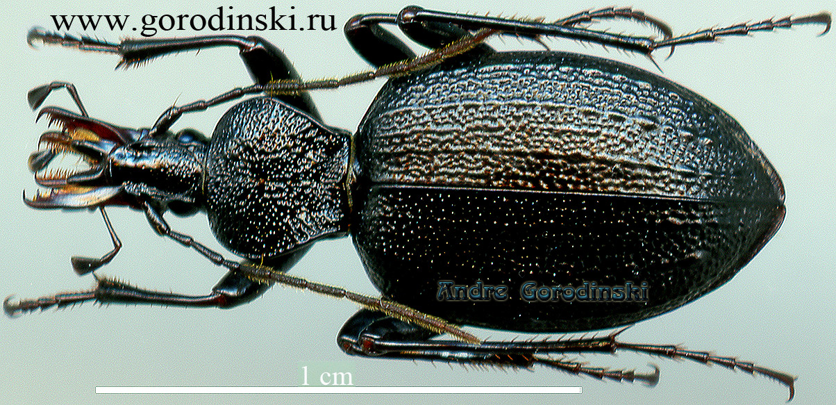 http://www.gorodinski.ru/carabidae/Cychrus koiwayai glabripennis.jpg